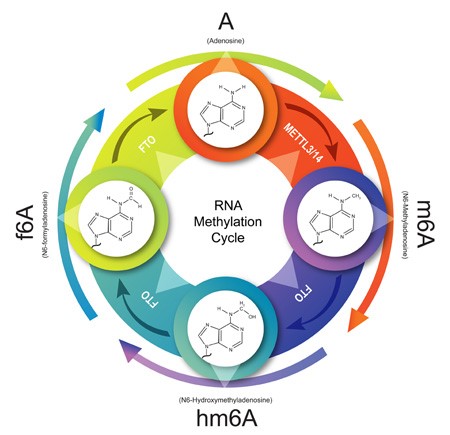 Therapeutic Potential of m6A RNA Methylation