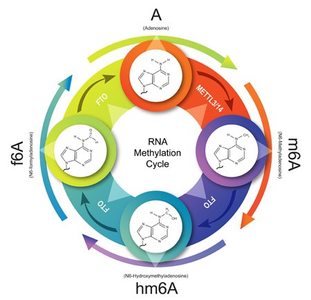m6A cycle, A, m6A, hm6A, f6A