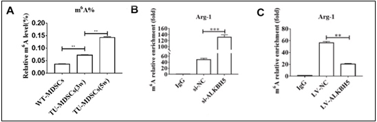 Exploring m6A’s Impact on Immune Regulation in Colorectal Cancer