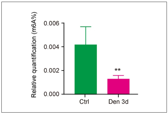 RNA Methylation Regulates Muscle Atrophy After Nerve Damage