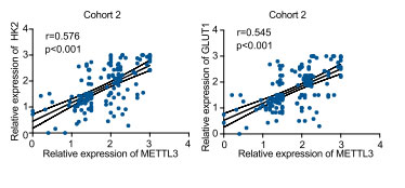 Correlation between METTL3 expression and HK2 & GLUT1 in CRC tissues