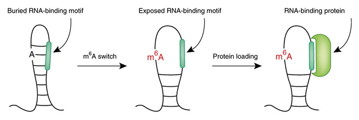 Measure 6-Methyladenosine (m6A) for RNA Methylation and Epitranscriptome Research