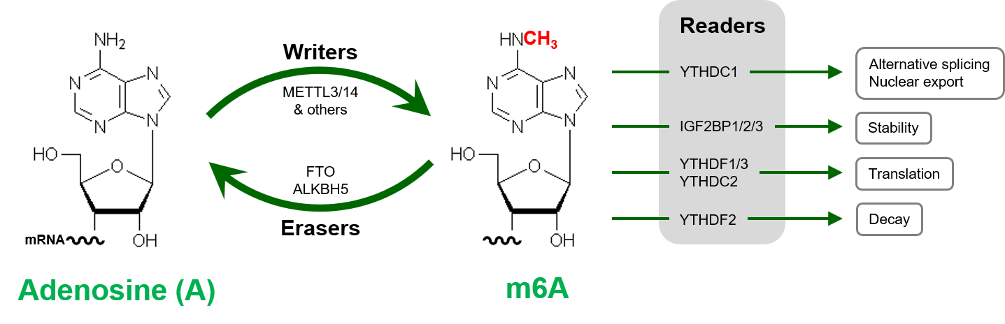 Exploring m6A RNA Methylation: Writers, Erasers, Readers