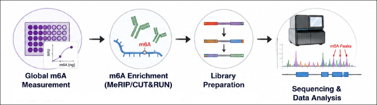 m6A Beyond Bulk RNA: From Global Changes to Transcript-Level Mapping