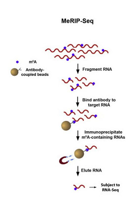 meRIP Sequencing protocol