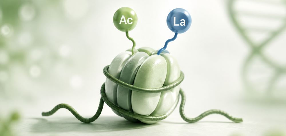 Metabolic Control of Chromatin: Histone Acetylation, Lactylation, and Gene Regulation