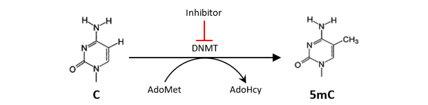 Methylation of cytosine in DNA via DNA methyltransferase and S-adenosylmethionine