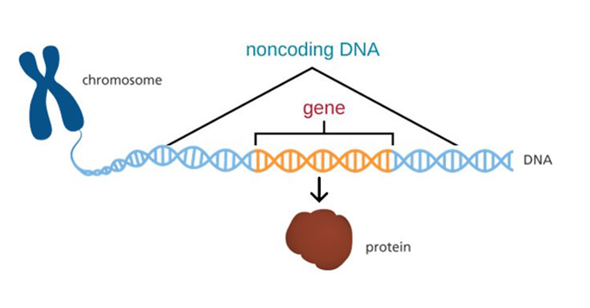Exploring Non-coding DNA Methylation and its Functional Impact
