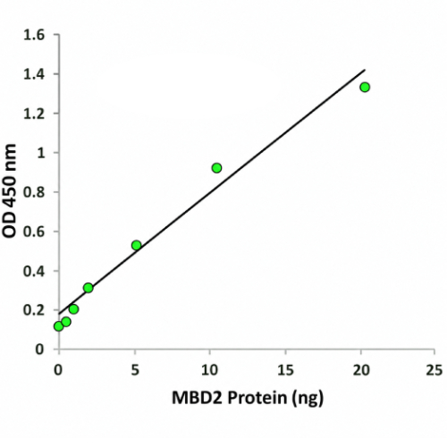 MBD2 protein standard curve for SpeedRun One-Hour MBD2 ELISA Kit P-7105