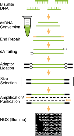 bisulfite-seq library preparation protocol