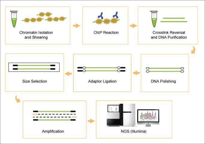 ChIP-Seq – Uses & Challenges