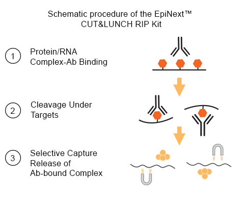 Schematic procedure of the EpiNext CUT&LUNCH RIP Kit for RNA immunoprecipitation, showing three-step process: Protein/RNA complex-antibody binding, target cleavage, and selective capture of antibody-bound complexes for high-specificity RNA enrichment.