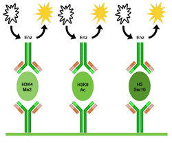 Histone Modification Protocol