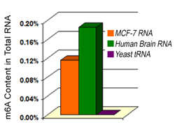 Benchtop Tip/Guide for RNA Methylation