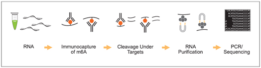 Schematic procedure for the EpiQuik CUT&RUN m6A RNA Enrichment (MeRIP)