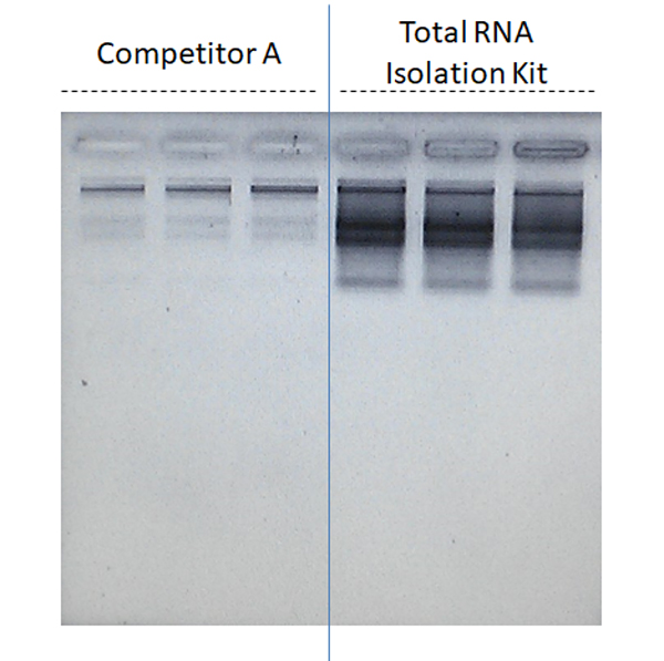 Protocol for Phenol/Chloroform RNA Extraction