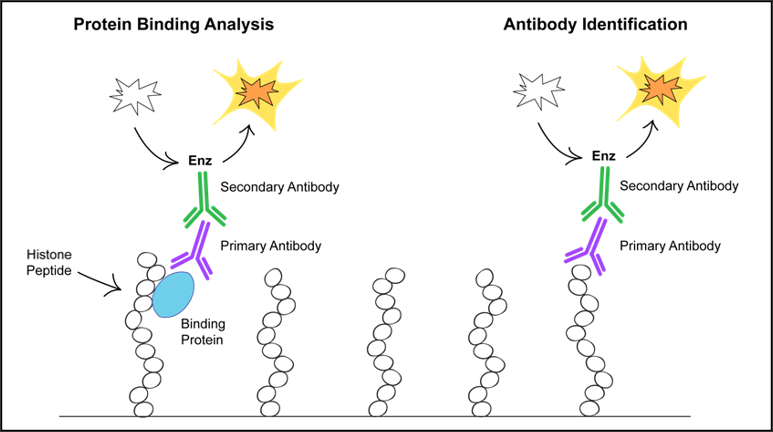 Histone Peptide Arrays