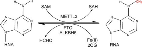 Detecting m6A Methylase and Demethylase Activity