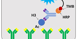 Benefits of Using ELISA to Measure Histone Acetylation