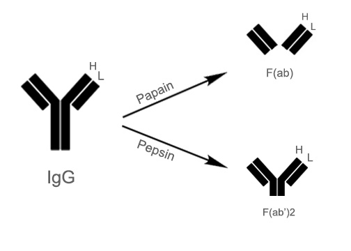 How to Select the Right Secondary Antibody