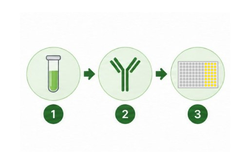 Streamlined SpeedRun ELISA workflow steps