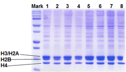 EpiQuik Total Histone Extraction Kit