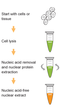 EpiQuik Nuclear Extraction Kit II (Nucleic Acid-Free)