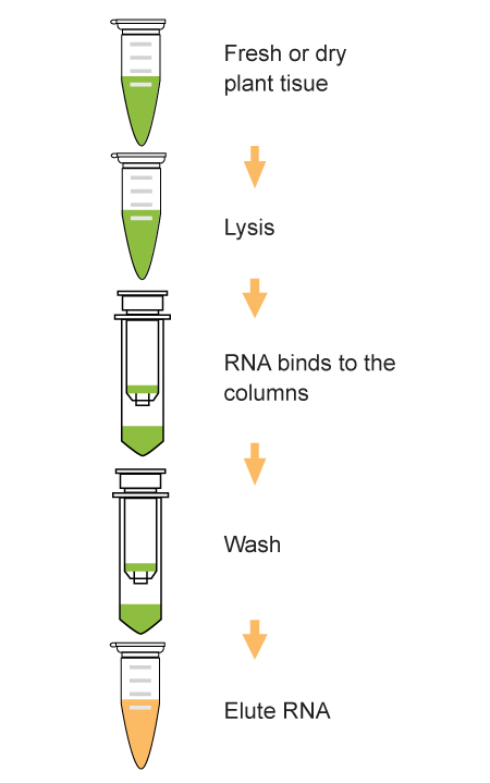 EpiQuik Total RNA Isolation Kit (Plant)