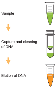 TuMinute PCR Clean-Up Kit