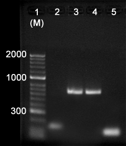 FitAmp Gel DNA Isolation Kit