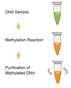 Methylamp Universal Methylated DNA Preparation Kit