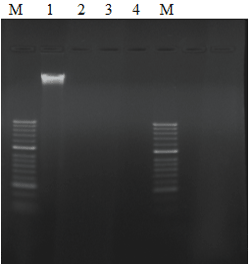 EpiQuik One-Step DNA Hydrolysis Kit