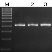 EpiQuik Taq DNA Polymerase