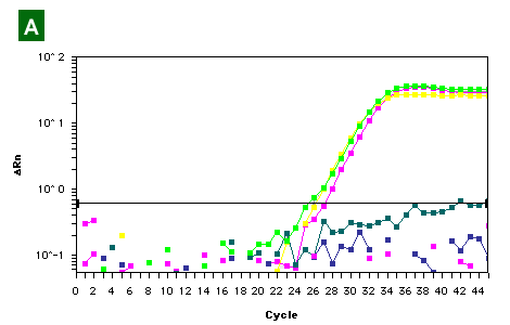 BisulFlash DNA Modification Kit