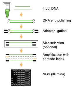 EpiNext NGS Barcode (Index) Set-12