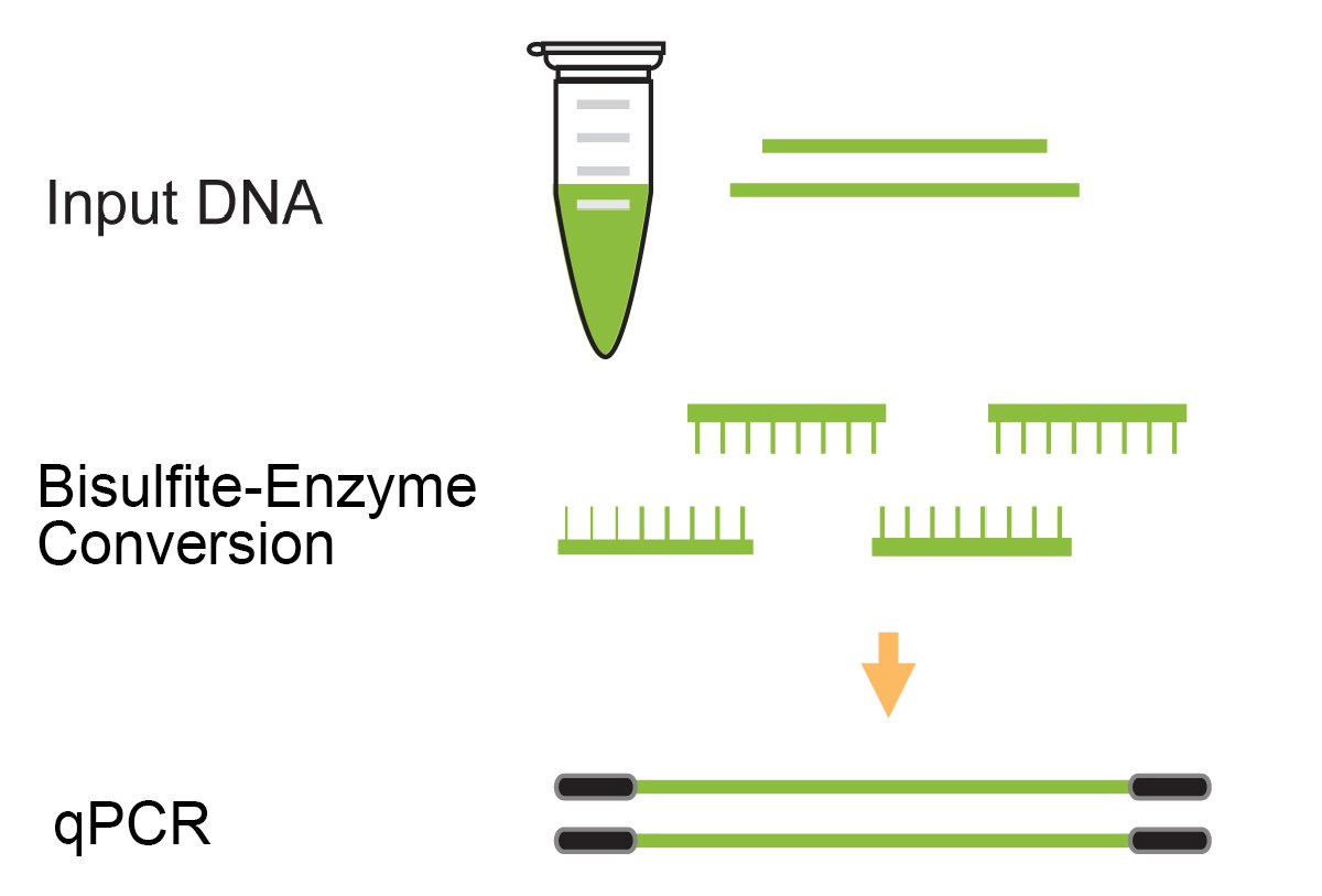 BisulPlus Loci 5mC & 5hmC Detection PCR Kit