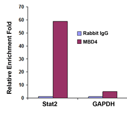 EpiQuik Chromatin Immunoprecipitation (ChIP) Kit