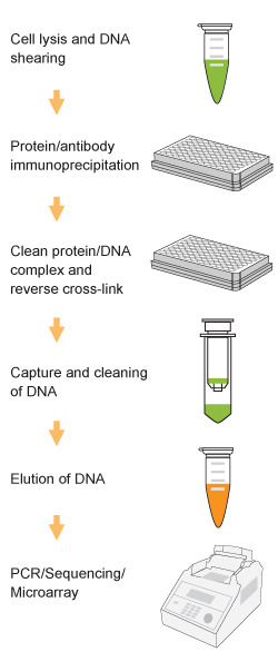 EpiQuik Tri-Methyl-Histone H3K9 ChIP Kit