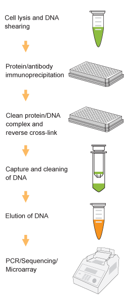 EpiQuik Methyl-Histone H3K27 ChIP Kit