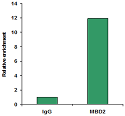 EpiQuik Tissue Methyl-CpG Binding Domain Protein 2 ChIP Kit