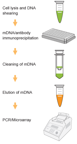 EpiQuik Methylated DNA Immunoprecipitation Kit