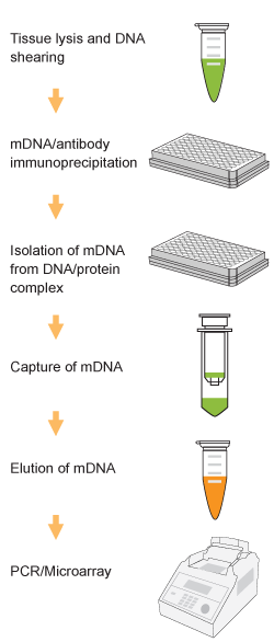 EpiQuik Tissue Methylated DNA Immunoprecipitation Kit
