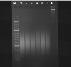 ChromaFlash Chromatin Isolation & Shearing Kit