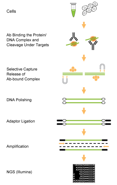EpiNext CUT&LUNCH-Seq Kit
