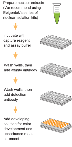 EpiQuik MBD2 Binding Activity/Inhibition Assay Kit