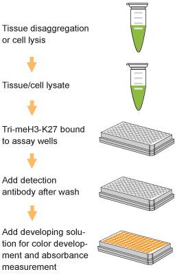 EpiQuik Global Tri-Methyl Histone H3K27 Quantification Kit (Colorimetric)