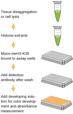 EpiQuik Global Mono-Methyl Histone H3K36 Quantification Kit (Colorimetric)