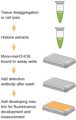 EpiQuik Global Mono-Methyl Histone H3K36 Quantification Kit (Fluorometric)