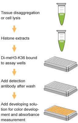 EpiQuik Global Di-Methyl Histone H3K36 Quantification Kit (Colorimetric)