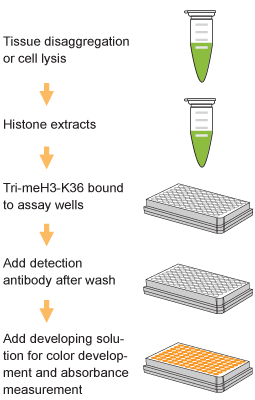 EpiQuik Global Tri-Methyl Histone H3K36 Quantification Kit (Colorimetric)